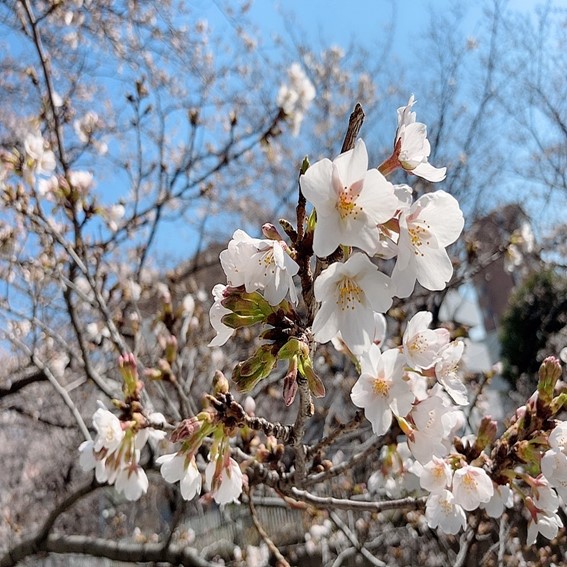 テクノトリオ  お花見散歩編V1～神田川沿いの桜